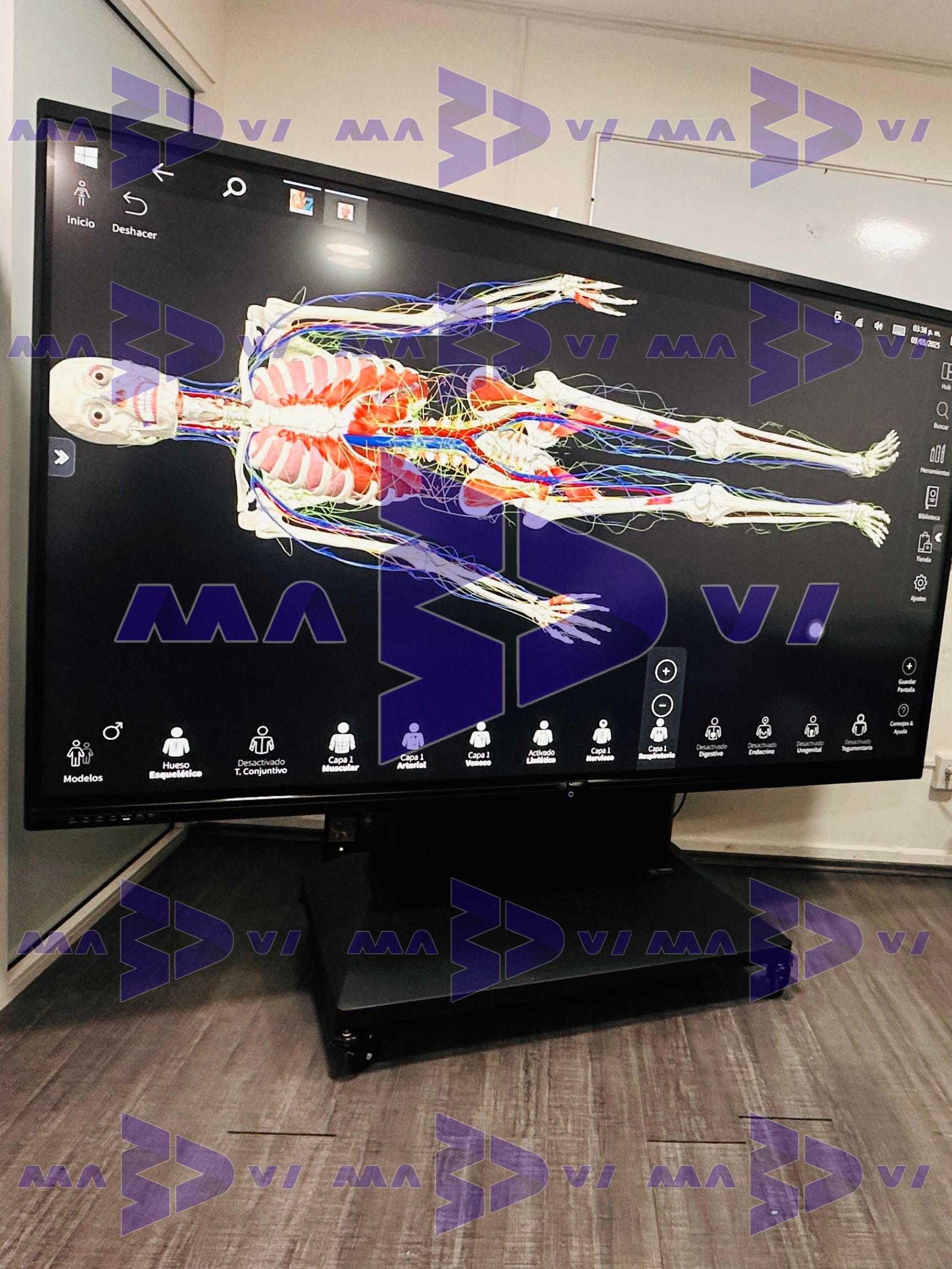 ANATOMÍA DIGITAL